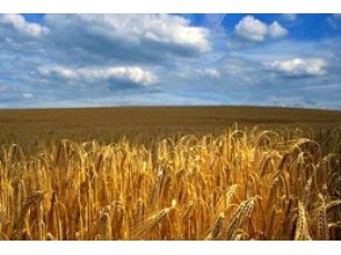 Експорт зерна нового врожаю дасть прибуток більший, ніж торік - В.Янукович 