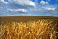 Експорт зерна нового врожаю дасть прибуток більший, ніж торік - В.Янукович 