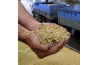 Аграрний фонд продав зерно задешево