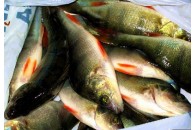 Рибні господарства на Волині масово порушують закон