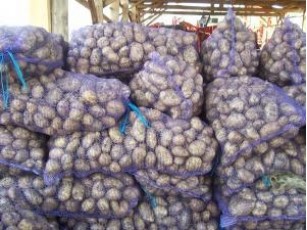 Вартість картоплі рекордно падає через хороший врожай
