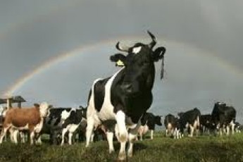 Для Волині передбачено 20 мільйонів гривень на збереження великої рогатої худоби