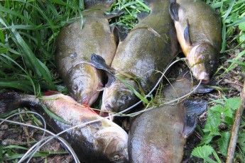 На озері Білому, що на Волині, зловили браконьєра з цілою сіткою червонокнижної риби