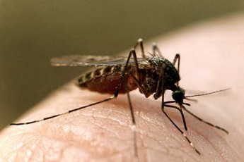 Через масову атаку комах у волинських лікарнях значно побільшало пацієнтів