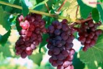 На Волині на розвиток виноградарства виділили мільйони гривень