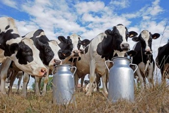 ПАТ «Ковельмолоко» вкотре «замилює очі» суду, аби не виплачувати 400 000 гривень боргу за молоко?