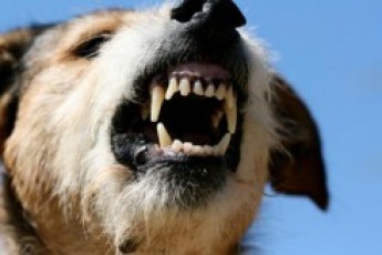 У Луцьку безпритульні собаки нападають на людей