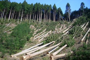 Як на Волині майстер лісу завдав державі шкоди майже на 125 тисяч гривень