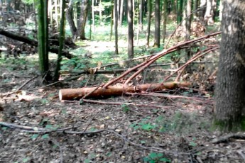 Самооборонівці виявили купу порушень у волинських лісах