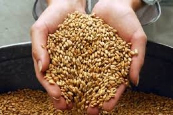 Щоб повністю забезпечити Волинь борошном не вистачає 10 тонн зерна