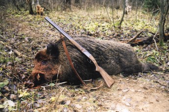 За вбитого кабана браконьєра оштрафували на 10 тисяч гривень