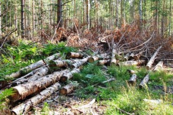 На Волині незаконно нарубали лісу на понад мільйон гривень