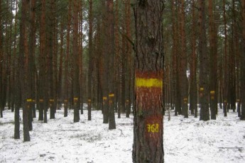 Новація у волинських лісах: дерева зі смужками та номером