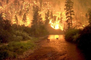 Через спалювання сухостою на Волині горять ліси