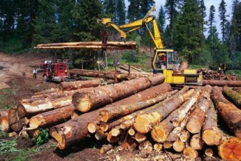 Волинські лісівники заготовили продукції майже на 160 мільйонів гривень