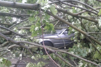 У Луцьку через бурю автомобілі завалило деревами (ФОТО)