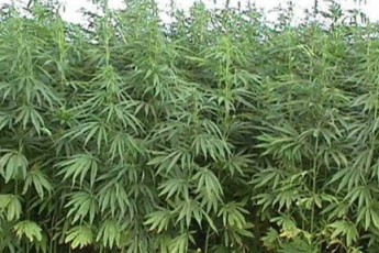 Поблизу Луцька знайшли «плантацію» наркотичних рослин