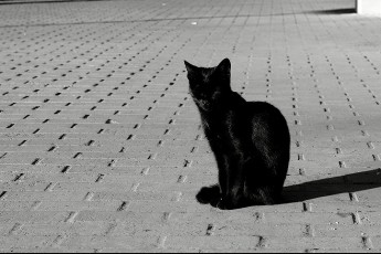 Дорогу луцьким «буратінам» перебігла чорна кішка: чверть гектара парку, будівництво, податки, кримінал