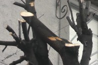 В центрі Луцька комунальники по-варварськи обрізають дерева? ФОТО