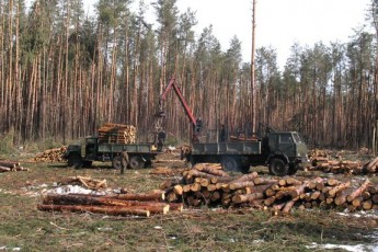 Ціле село на Волині повстало проти вирубування лісу. ВІДЕО
