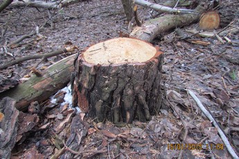 Волинянину «світить» до трьох років тюрми за крадіжку дерев
