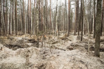 Бурштинокопачі перекопали на Волині майже 7 гектарів лісу