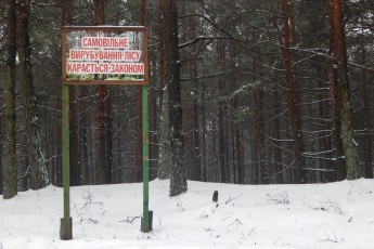 Вкрадені сосни обійдуться волинянам у понад два десятки тисяч гривень