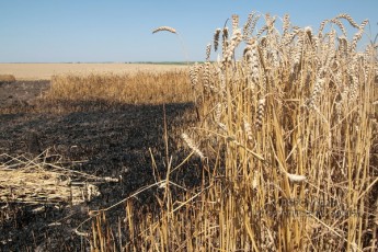 На Волині ледь не згоріло пшеничне поле