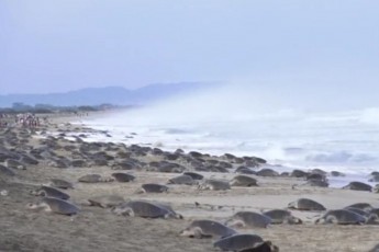 Панцирне нашестя. У Мексиці на узбережжя сповзаються до 150 тисяч черепах. ФОТО