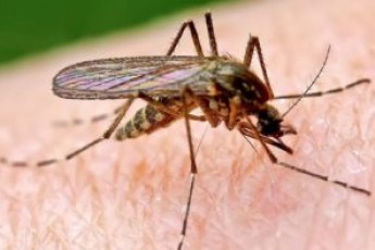 Від укусів комарів волиняни «підчепили» дірофіляріоз