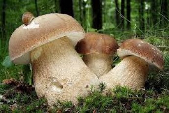 Їстівні мухомори і гриби-двійники: досвідчені грибники розкрили секрети 