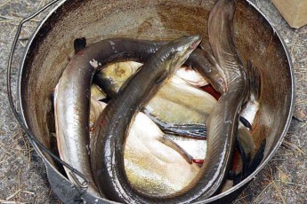 Екзотична риба Шацьких озер святкує 80-річний ювілей