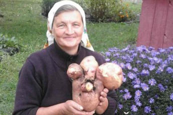 У Пехах викопали гігантську картоплину