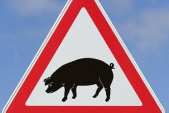 Через чуму свиней на Рівненщині оголосили карантин