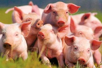 Африканська чума свиней відступила з Волині