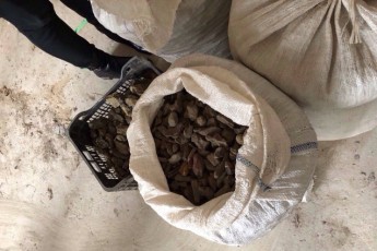 У підпільному цеху Луцька знайшли близько 200 кг бурштину