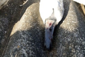 На Сумщині браконьєри жорстоко розстріляли на озері лебедів