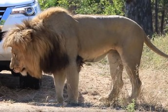 У ПАР лев напав на машину з туристами (Відео)