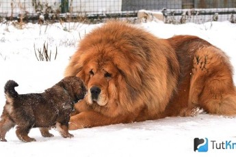 Біля Тернополя живе велетенський собака (Відео)