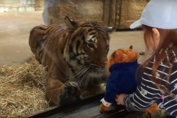 Тигр, який напав на іграшку, підкорив мережу: кумедне відео