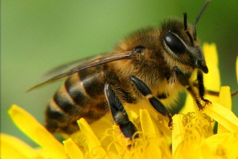 Україна поставлятиме бджіл до Канади