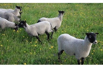 Вівці під марихуаною ледь не розгромили село у Британії