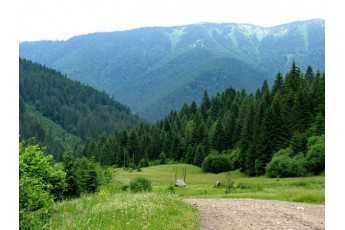 Українські ліси можуть стати приватними