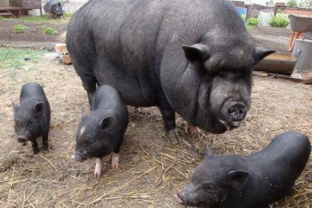 На Миколаївщині свині з'їли свого господаря