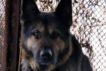 Моторошна смерть чоловіка на Пустомитівщині: собаки обгризли тіло до пояса (ВІДЕО)