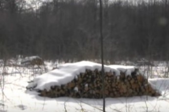 На землях волинських АТОвців невідомі вирубують дерева