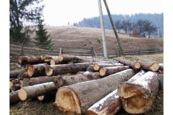 На Волині затримали лісових злодіїв