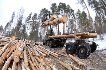 На Волині ліс вивозять вантажівками без будь-яких документів та дозволів