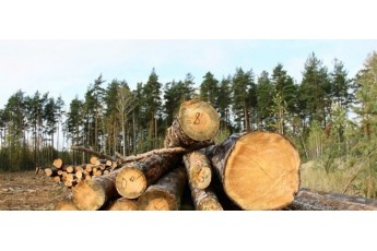 Суд виправдав лісівника, який допустив вирубку дубів на майже мільйон гривень
