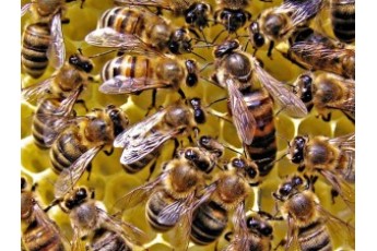 У Росії бджоли зірвали авіарейс до окупованого Криму